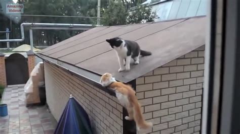 Funny Animalsfunny Cat Jump Fails Compilation Cute Cats9 Youtube