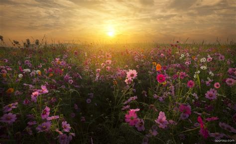 Sunset Mist Over Field Of Flowers Wallpaper Download Field Hd