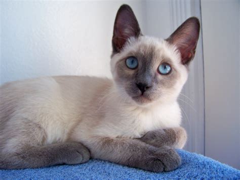 Jystyce A Blue Point Siamese Kitten Siamese Cats Cat Lady Starter Kit Abyssinian Cats