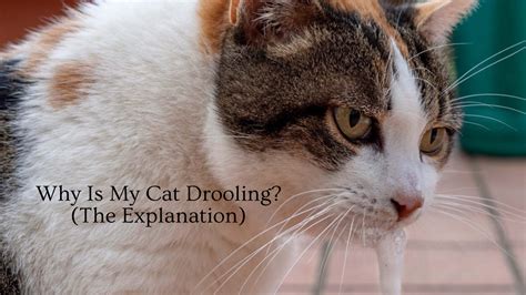 Why Is My Cat Drooling The Explanation