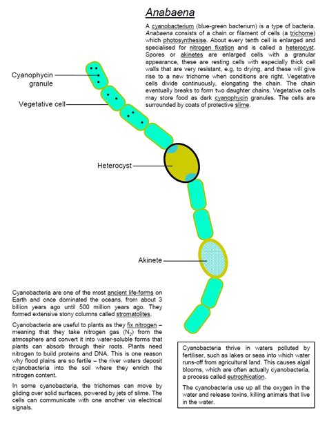 The website of the spinal injury network has a diagram of the human spine, with the different sections labeled. Algae