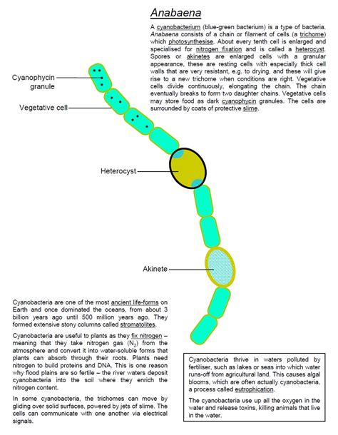 See labeled brain anatomy stock video clips. Algae