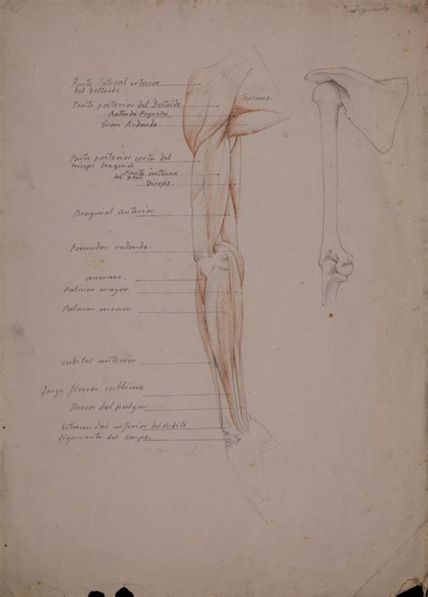 Ponzano Y Gascón Ponciano Estudio Anatómico De Los Huesos Músculos