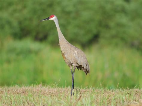 What Do Sandhill Cranes Eat Complete Guide Birdfact