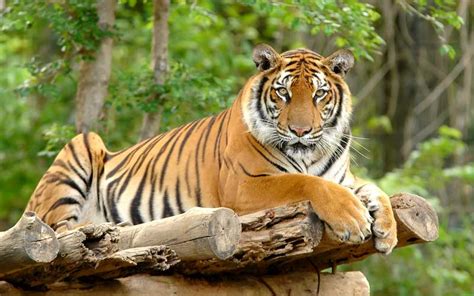 Bengal Tiger Natural History On The Net