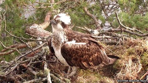 New Female Osprey Takes Over Nest At Loch Of The Lowes Bbc News