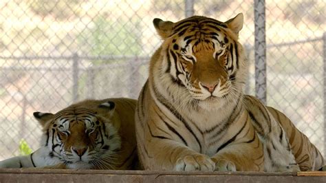 Does The Us Have A Pet Tiger Problem Bbc News