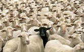 How to Become a Billionaire — Be the Black Sheep | by Chris Herd | Medium