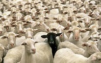 Why Being a Black Sheep is the Only Way to Become a Billionaire | by ...
