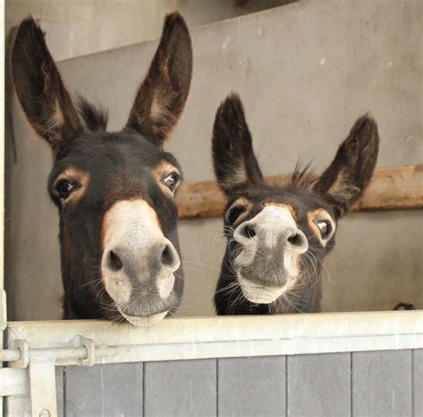 Sanctuary Inundated With Donkeys Abandoned During Lockdown Lancashire