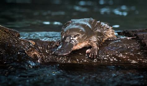 Gallery Saving Our Platypuses Australian Geographic