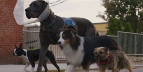 Strays Mira El Tráiler De La Nueva Película Protagonizada Por Perros