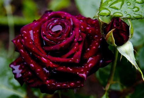 Top 10 Most Beautiful Roses In The World — Страница 9 — Info Incredible