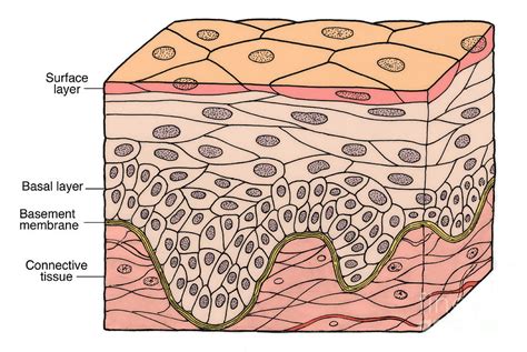 Illustration Of Stratified Squamous Photograph By Science Source Pixels