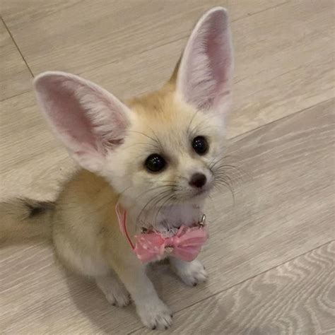 Adorable Fennec Foxes With All Legal Papers Exotic Animals For Sale
