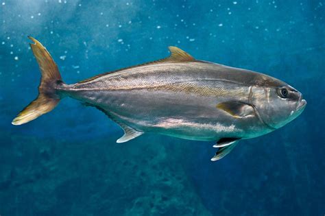Research On Greater Amberjack To Be One Of Largest Fish Studies Of Its