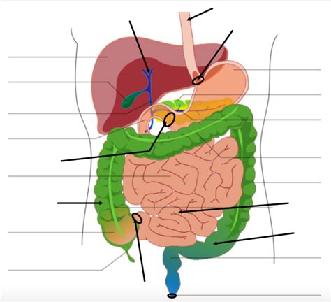 Digestive System Labeling Quiz Abdominal Cavity Diagram Diagram Quizlet