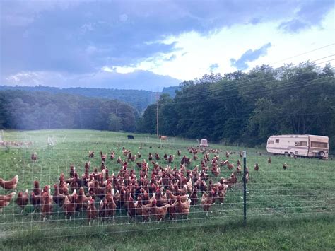 Mushrooms Pasture Raised Eggs And Pork Leesburg Virginia