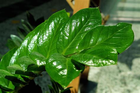Please fill this form, we will try to respond as soon as possible. La Bruja Verde Pdf Gratis : La Bruja Verde Pdf | Libro ...