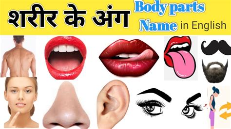 Human Body Parts Name Hindi And English With Photos शरीर के अंग Name Of Body Parts Youtube
