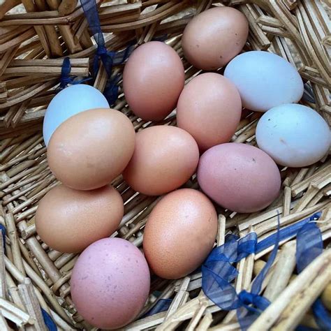 Top 7 Chicken Breeds That Lay Pink Eggs With Pictures