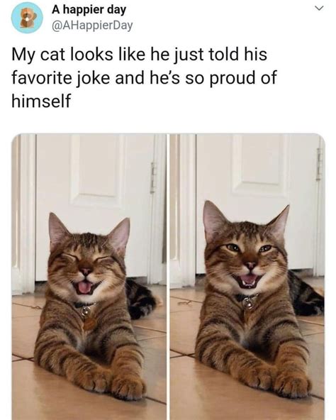 Happy Cat Meme By Schizoidman Memedroid