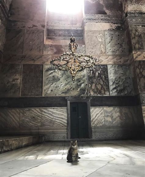Meet Gli The Hagia Sophia Cat Catholic Pics News Tells In