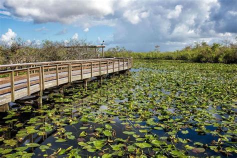 Visit To The Everglades Miami Basic Tourist Guide Journalnow