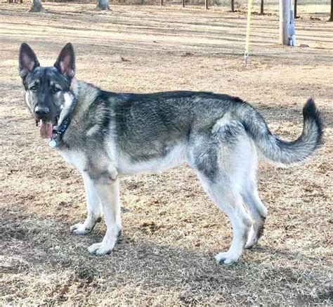 Puppies will be utd on shots and come with the paperwork to register them with the american kennel club. Zella and Torque young male Silver Sable German Shepherd