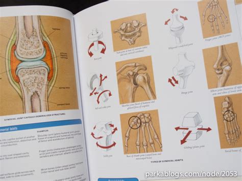 The artist's guide to form, function, and movement in format pdf,classic human. Book Review: Classic Human Anatomy: The Artist's Guide to Form, Function, and Movement | Parka Blogs