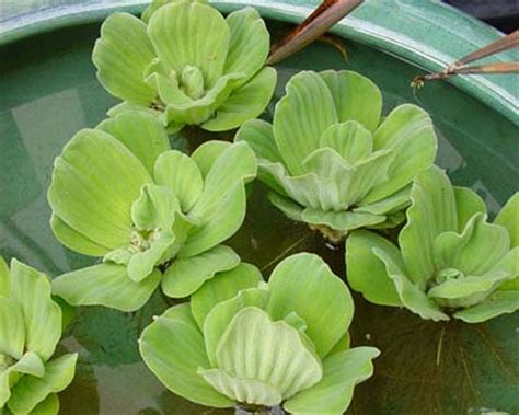 Biasanya tanaman ini dapat dijadikan sebagai tanaman hias yang letakkan pada sebuah. Tanaman Hias Air yang Akan Mempercantik Taman Anda | Rumah ...