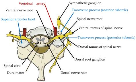 Cervical Vertebrae Spine Vertebrae Model Cervical Spinal Cord And Hot