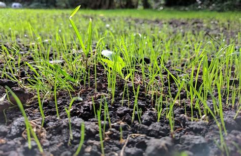 How Do You Plant Grass Seed In The Spring