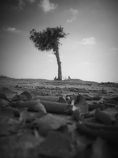 5k Free Download Stranded Dry Mud Sky Tree Hd Phone Wallpaper