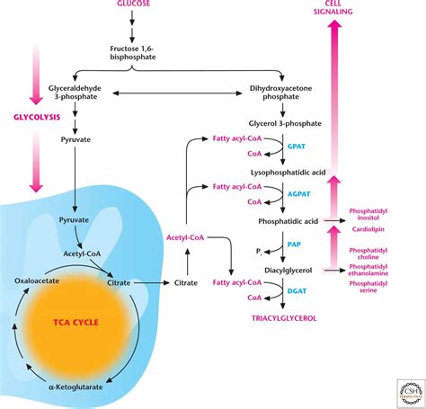 Lipid Metabolism