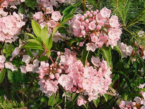 Mountain Laurel Garden Styles Mountain Laurel Kalmia Latifolia