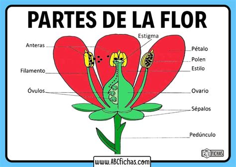 Definición Estructura y partes de una Flor