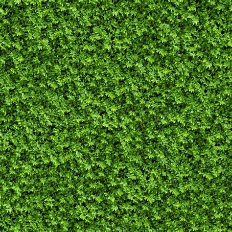 Green Bush Seamless Tileable Texture Stock Image Colourbox