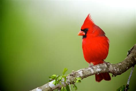 Northern Cardinal Songbird Sing Variety Of Melodies Charismatic Planet