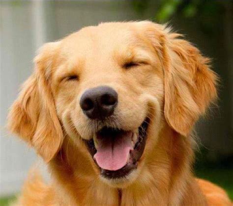 Big Smile For Dog Lovers Golden World Pinterest Dog Animal And Pup