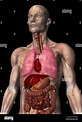 Anatomische Darstellung des menschlichen Körpers Stockfotografie - Alamy