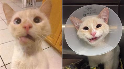 Happy Cat Before And After Jaw Surgery Rspecialaww