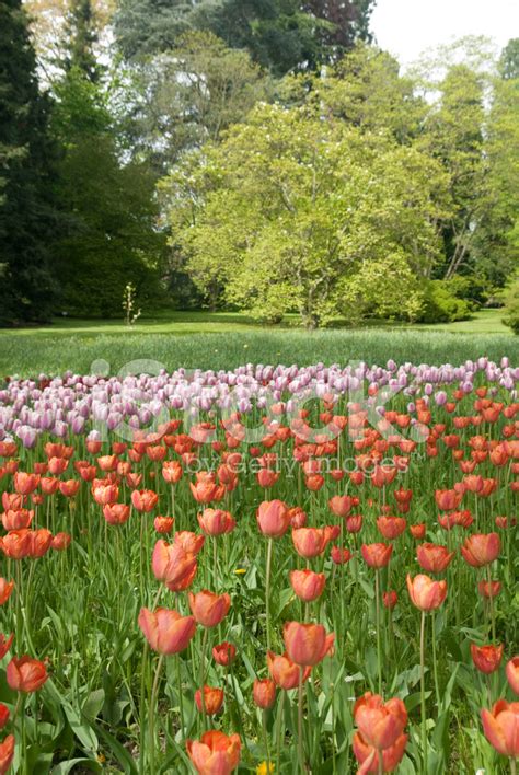 Tulips Garden Stock Photos