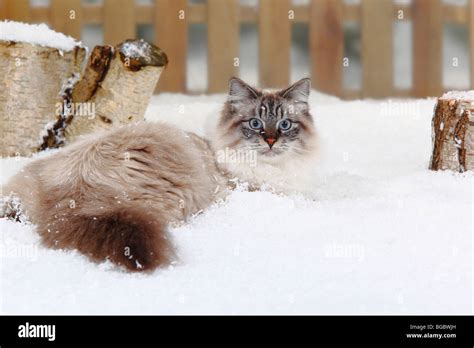 Neva Masquarade Tomcat Siberian Forest Cat Siberian Cat Siberia Neva Masquerade Stock