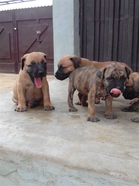 Popularity (dog breed atlas rank). Rottweiler/boerboel Mix Puppies Available - Pets (2) - Nigeria