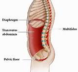 Images of Core Muscles Back Pain