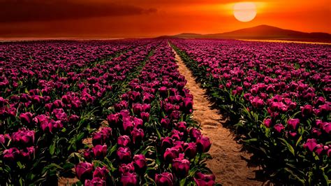 Wallpaper Purple Tulips Sunset Garden Hd Flowers
