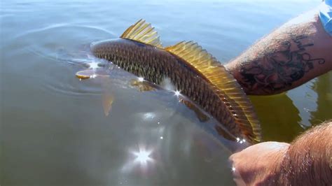Fly Fishing For Redfish In Louisiana Moldy Chum