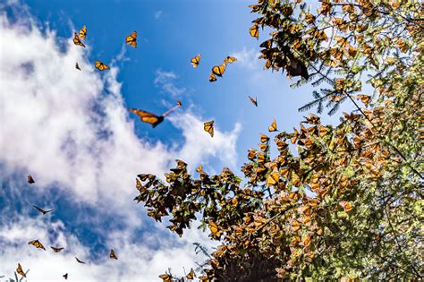 Monarch Butterflies On The Tree Branch And Flaying In The Air With Blue