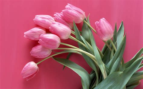 Pink Tulip Flowers Hd Wallpaper Wallpaper Flare